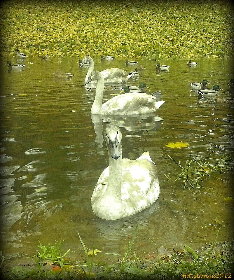 Szaro-popielata młodość ...  - slonce2012