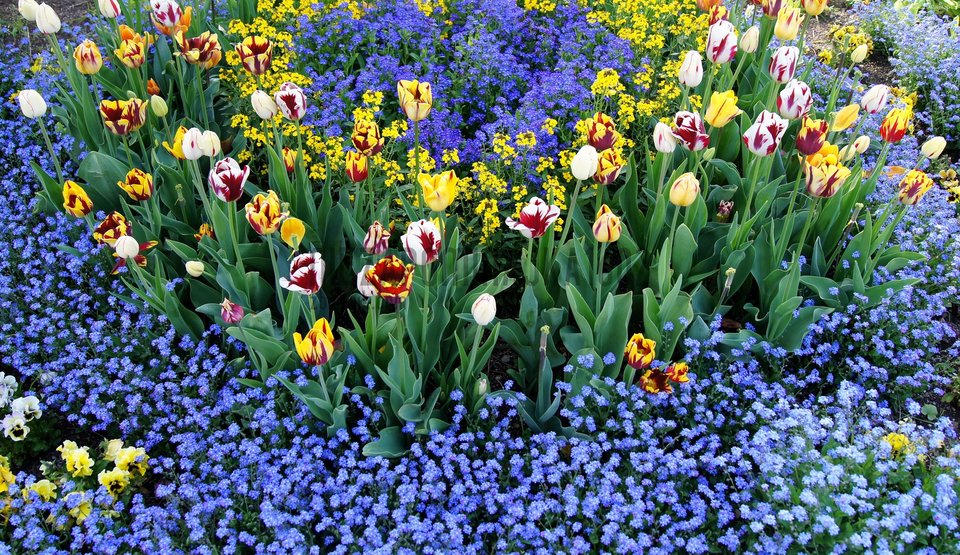 134865_tuliany_niezapominajki_ogrod.jpg - Niezapominajka1602