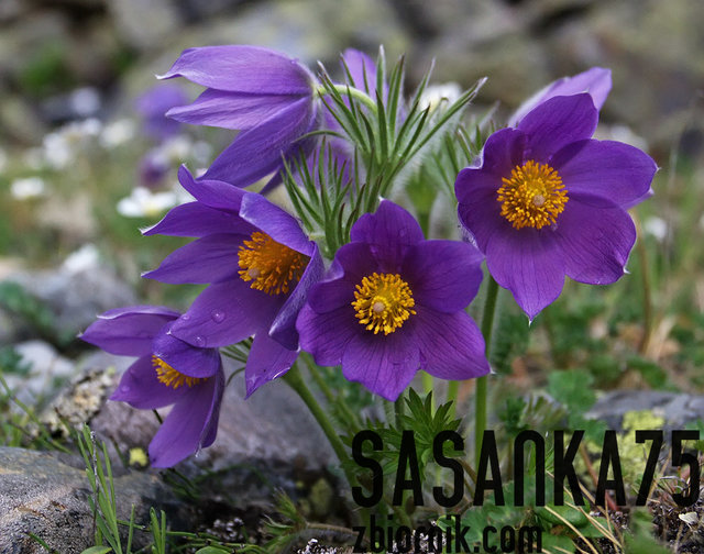 sasanka75