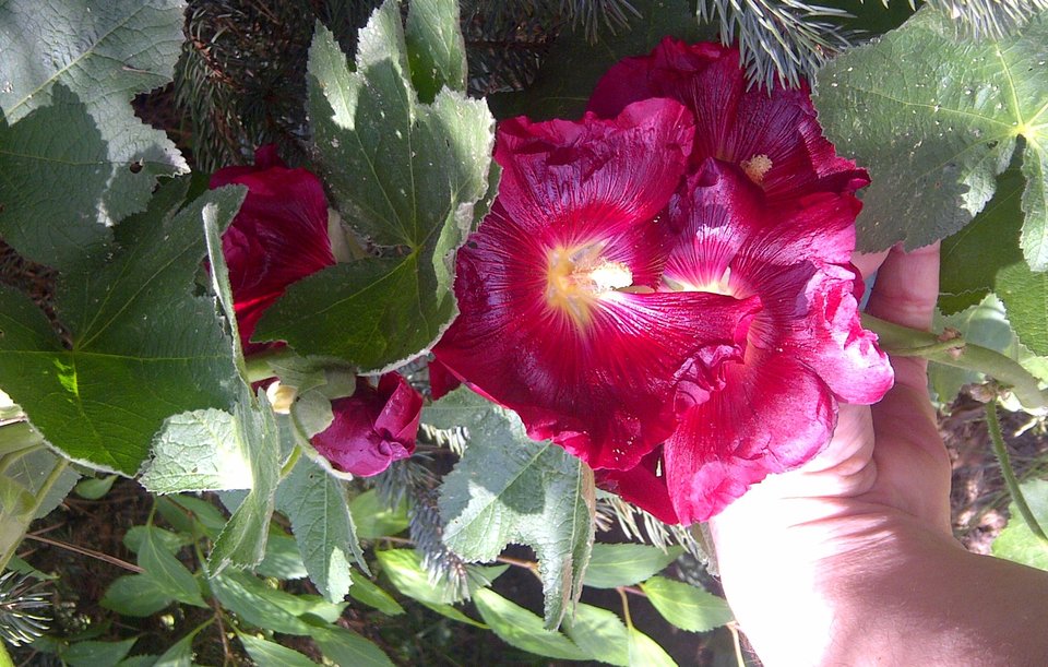 Kwiaty dla Ciebie :-* - Sensual_Man47