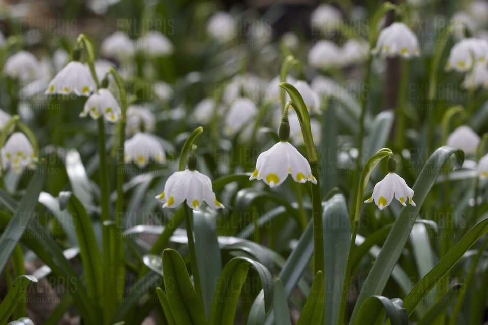 Wiosennie... w końcu! - exlibris