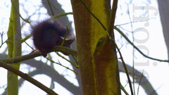 Miły poranny gość 1