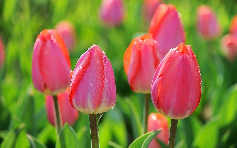 Wiosna,jedna z piękniejszych pór roku.. - Bawarka79