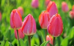 Wiosna,jedna z piękniejszych pór roku..