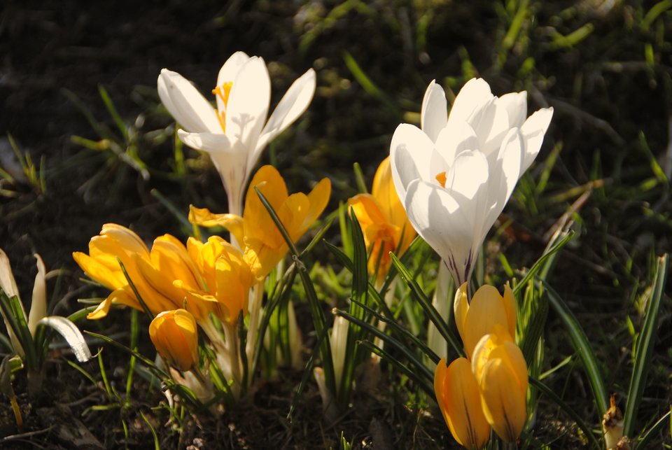 Trochę wiosny... - uhtred