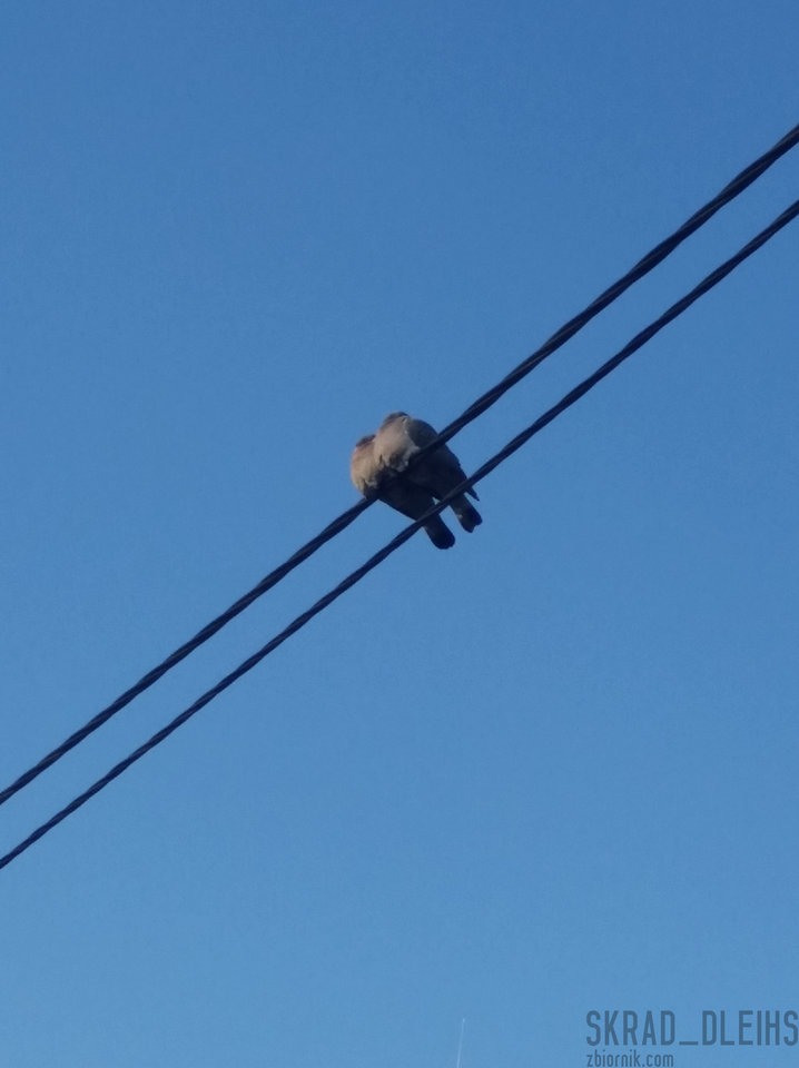 Parka dalej razem ... - skrad_dleihs