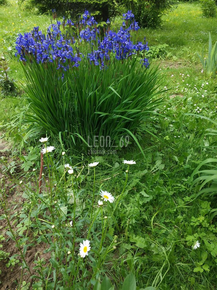 Pozdrawiam piękne panie:)) - leon_69