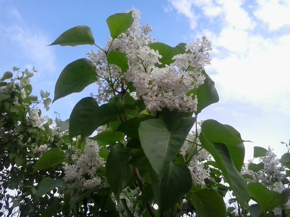 2016-05-13 17.16.13.jpg - mocchacino