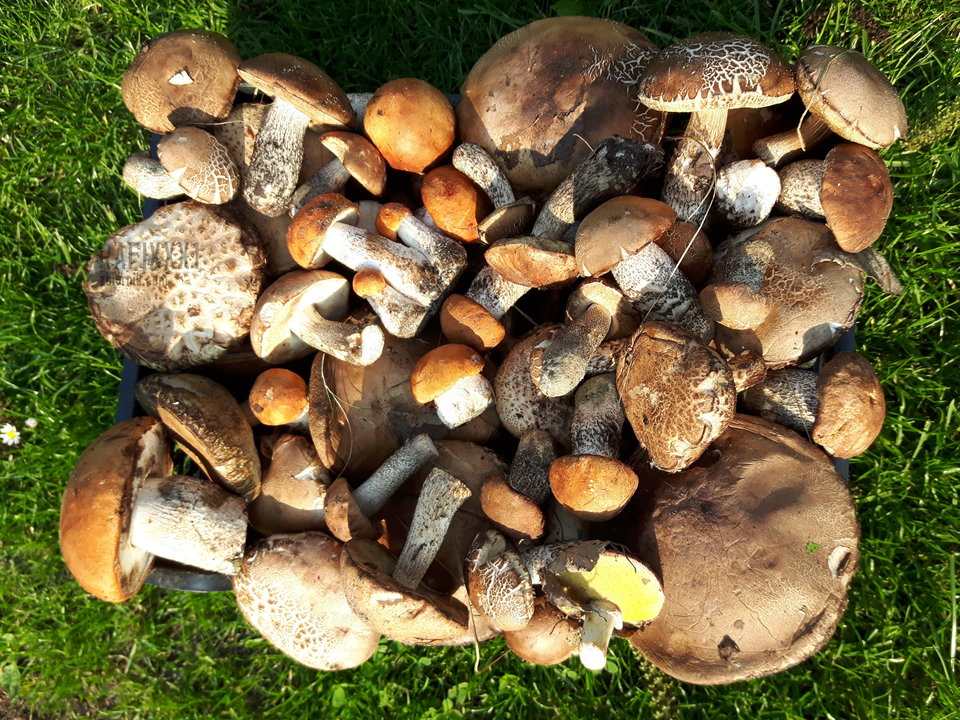 20160519_180304.jpg - rafixxx1