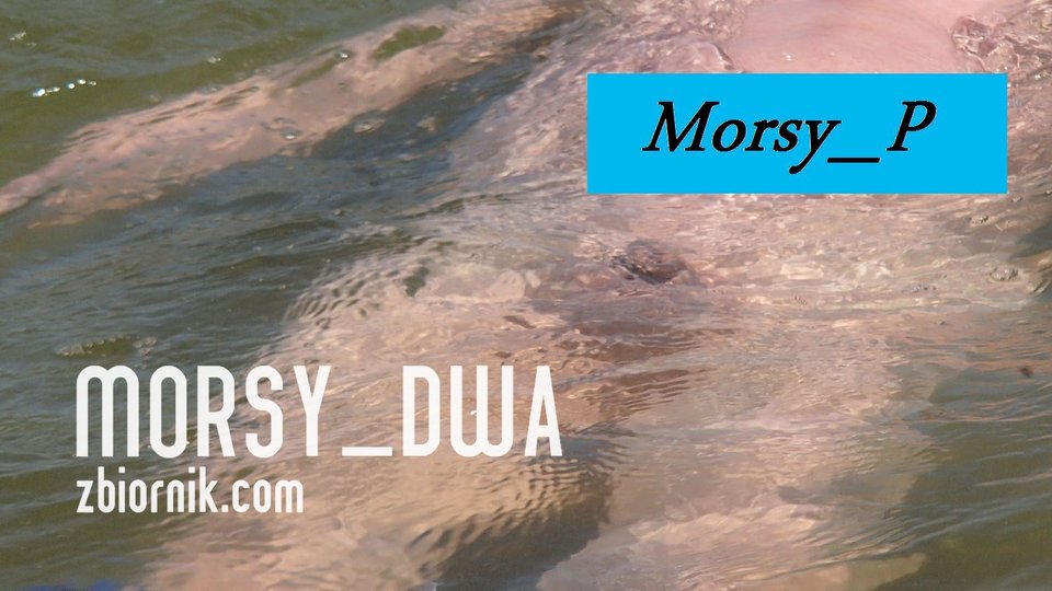 Pod powierzchnią I - Morsy_dwa