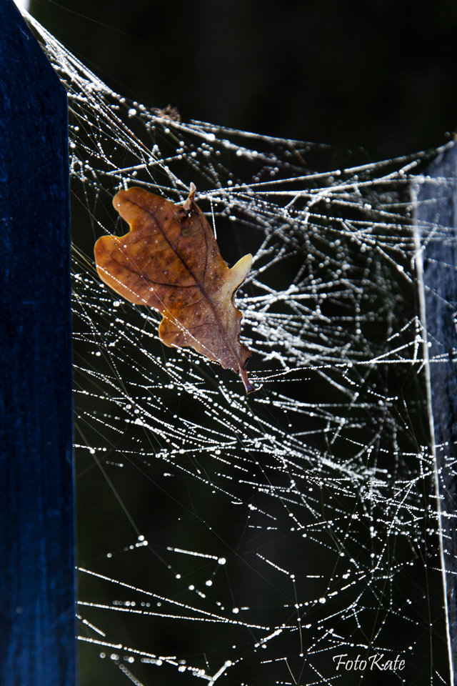 uwieziony.jpg - Foto_Kate