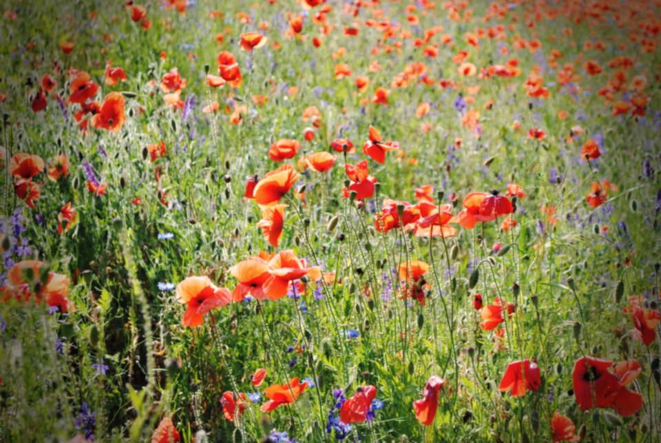 Takie o maki - uhtred