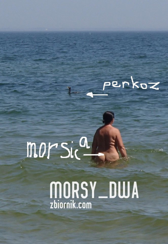 Morsica - Morsy_dwa