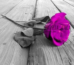 purple_rose-wallpaper-10567392.jpg