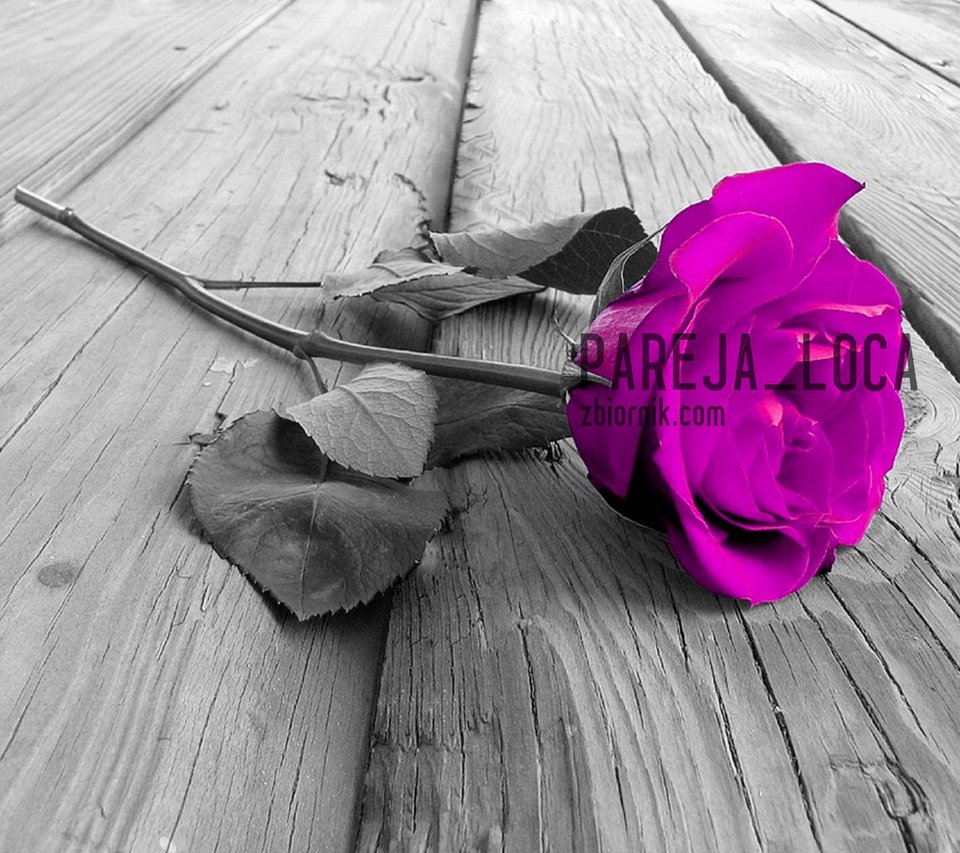 purple_rose-wallpaper-10567392.jpg - pareja_loca