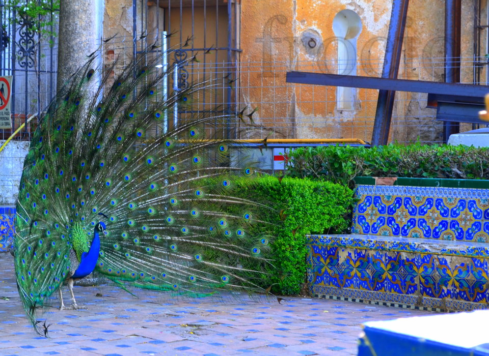 Ktoś puścił pawia ;-) - frocio