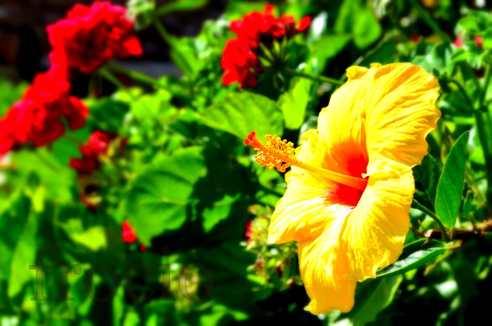 Jakieś skojarzenia? - frocio