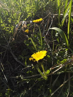 mlecyk w lypcu zamiast lypy