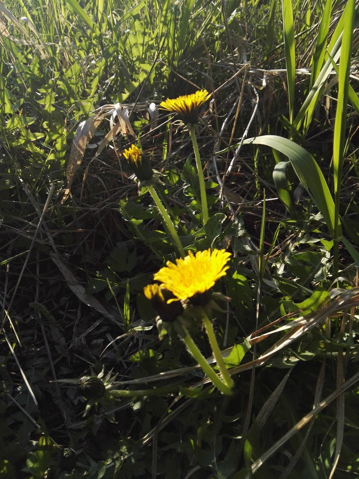 mlecyk w lypcu zamiast lypy - Arrou