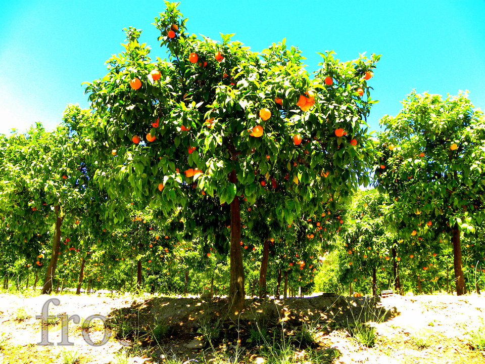 Pomarańczowy sad. - frocio