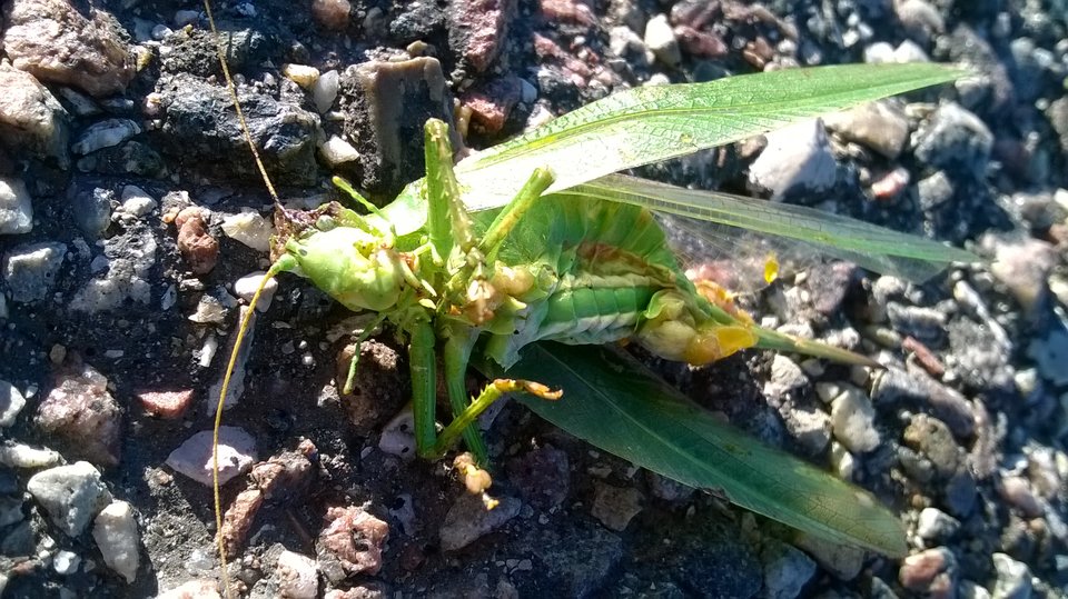 martwa natura - wzwodnik1