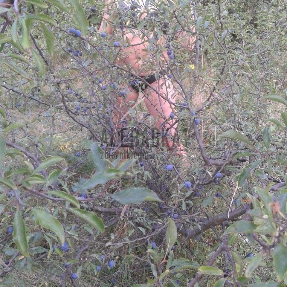 20160910_175444.jpg - Alebabka1