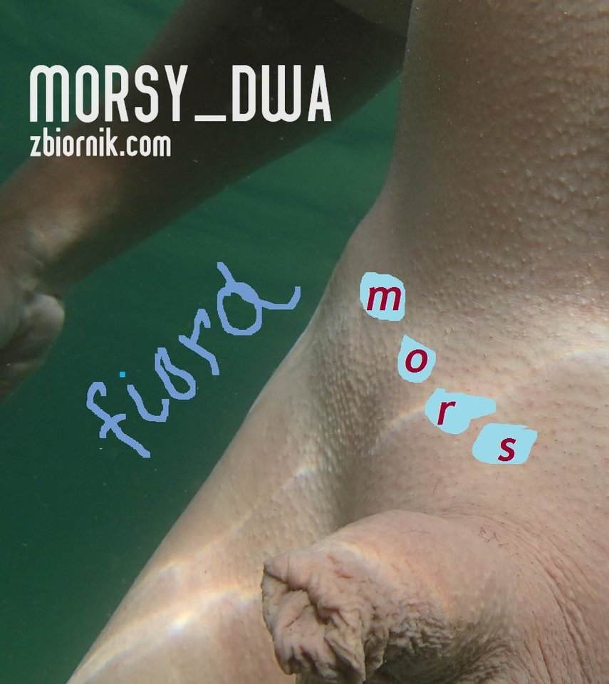 Inne ujęcie zmarźlaka. - Morsy_dwa