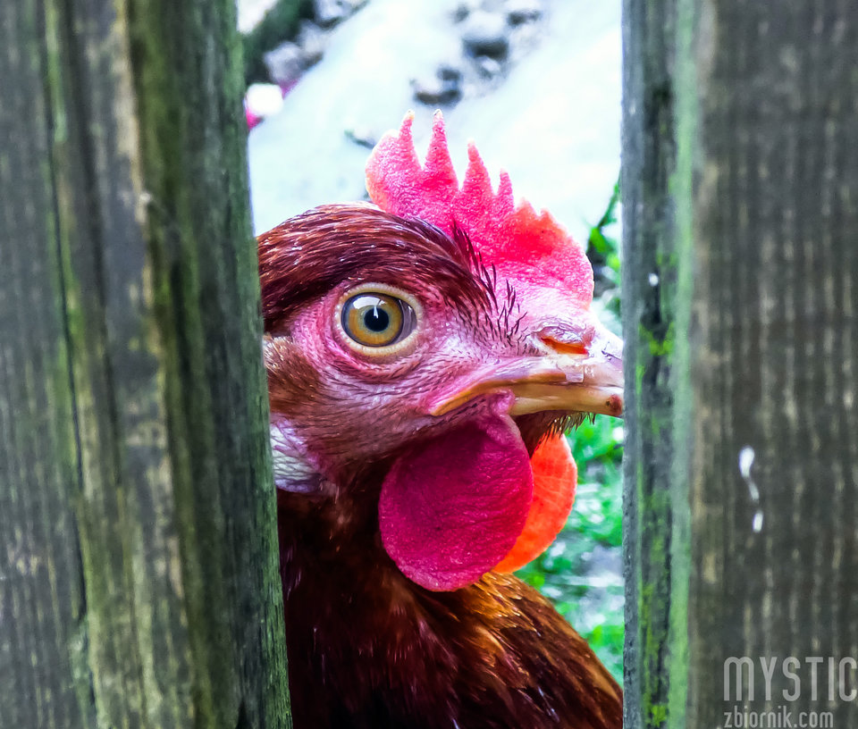 Zamiast "KU-KU" wyszło "KO-KO" - mystic