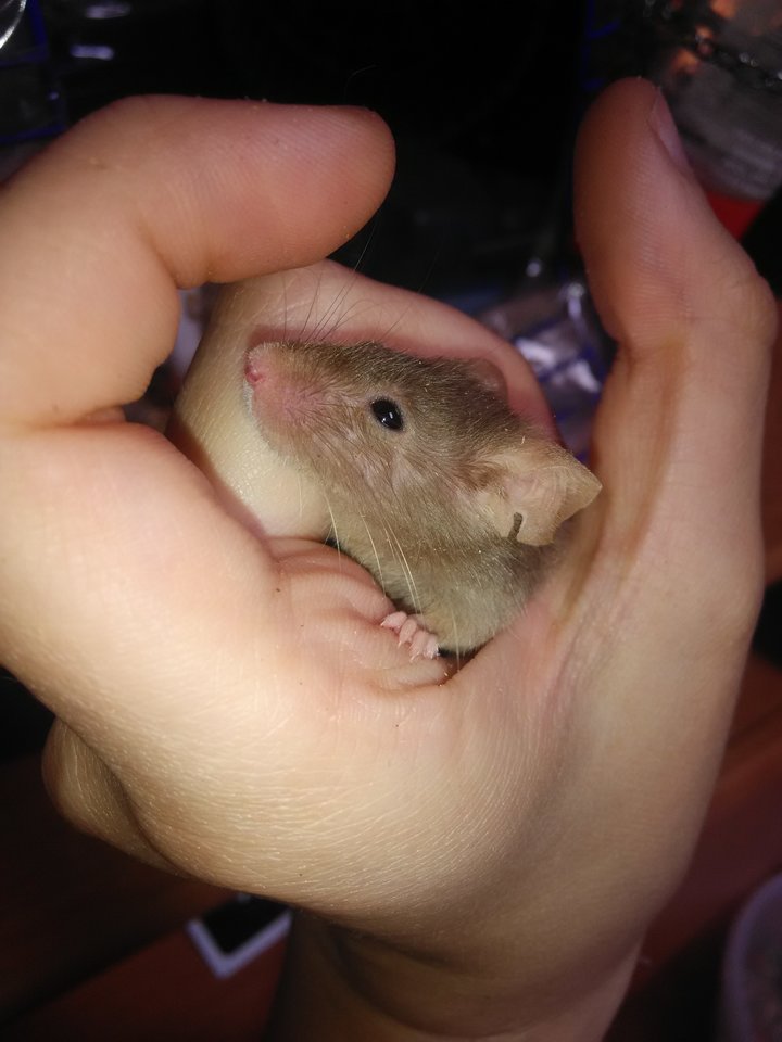 IMG_20160924_134239.jpg - WybudzonyAngel