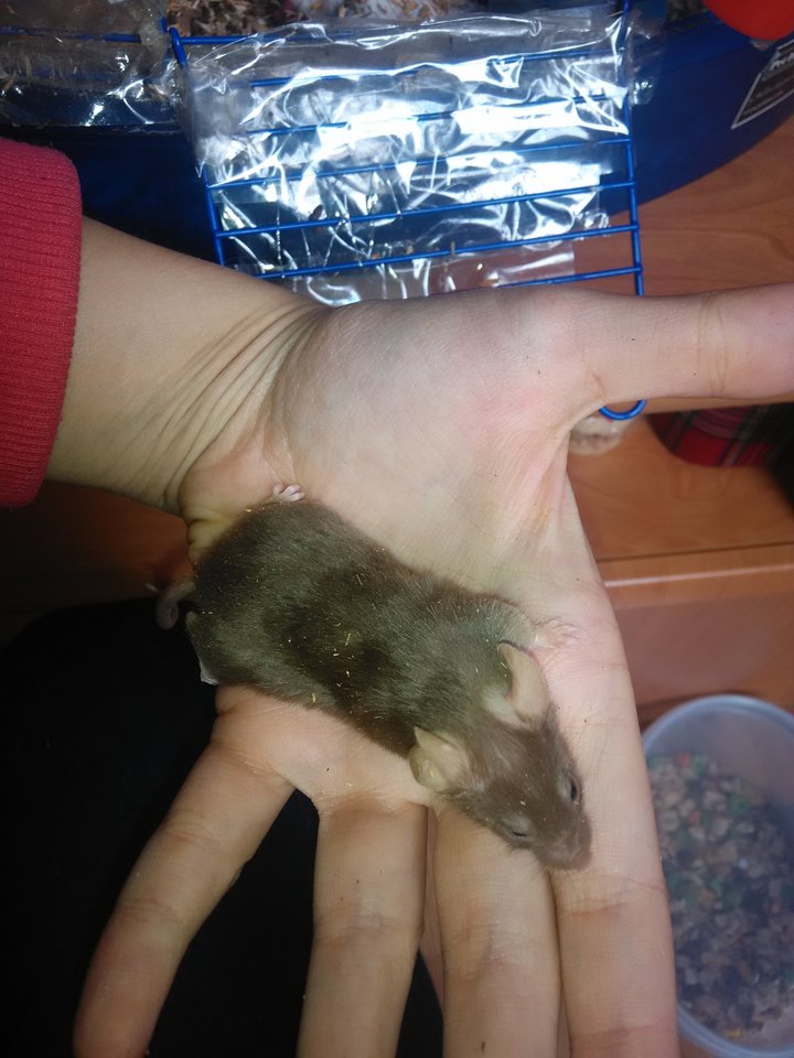 IMG_20160924_134215.jpg - WybudzonyAngel