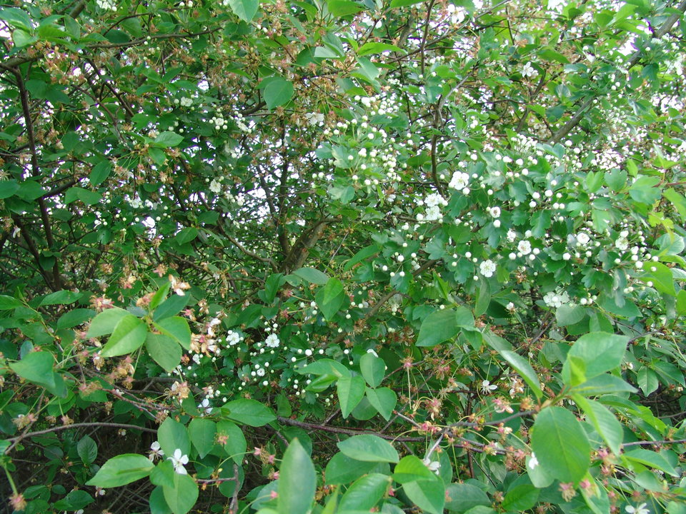 DSC08201.JPG - Kamilia