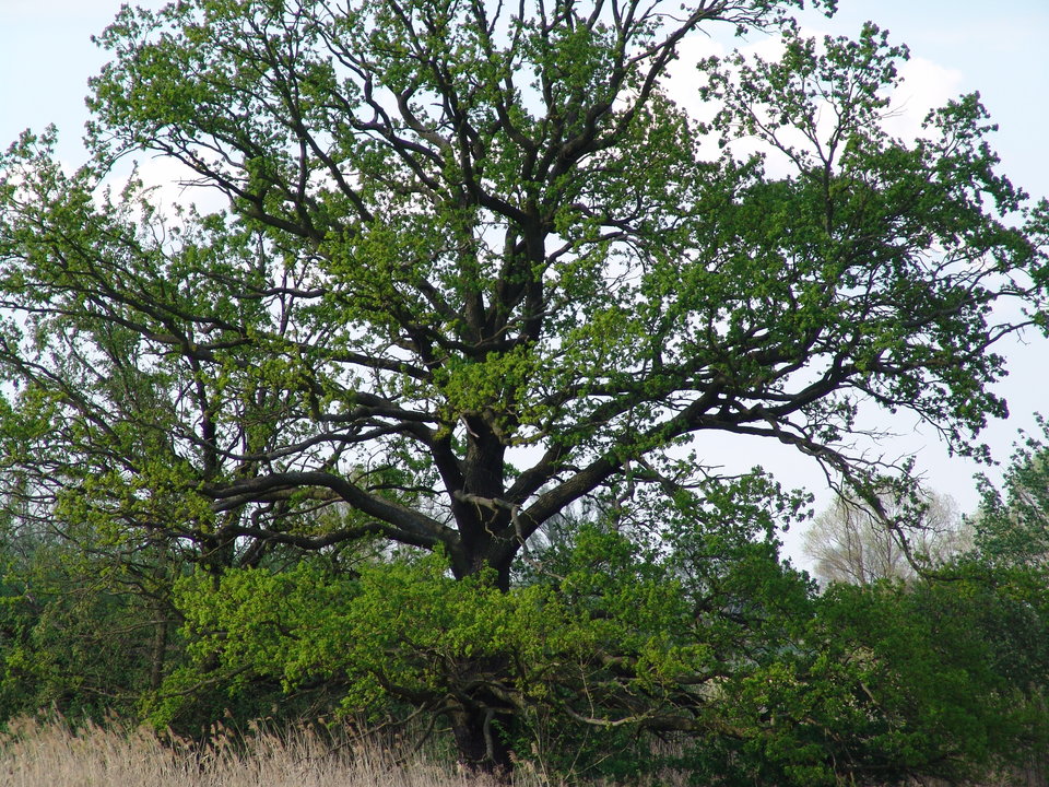 DSC08208.JPG - Kamilia