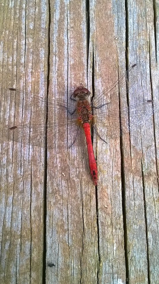 2016-08-21 14.08.29.jpg - wzwodnik1