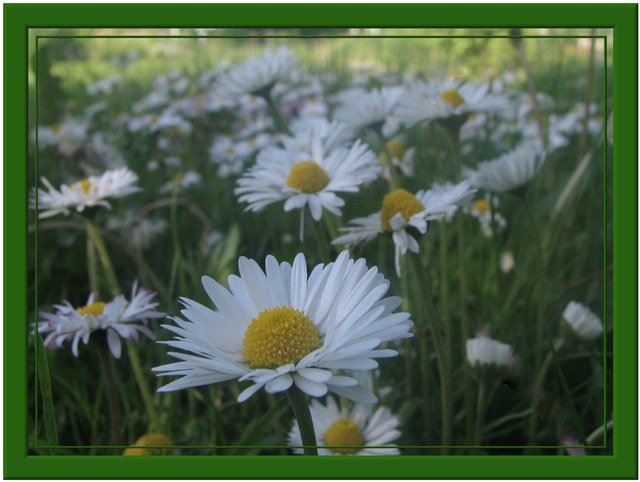 sto_krotki.jpg - czterycztery