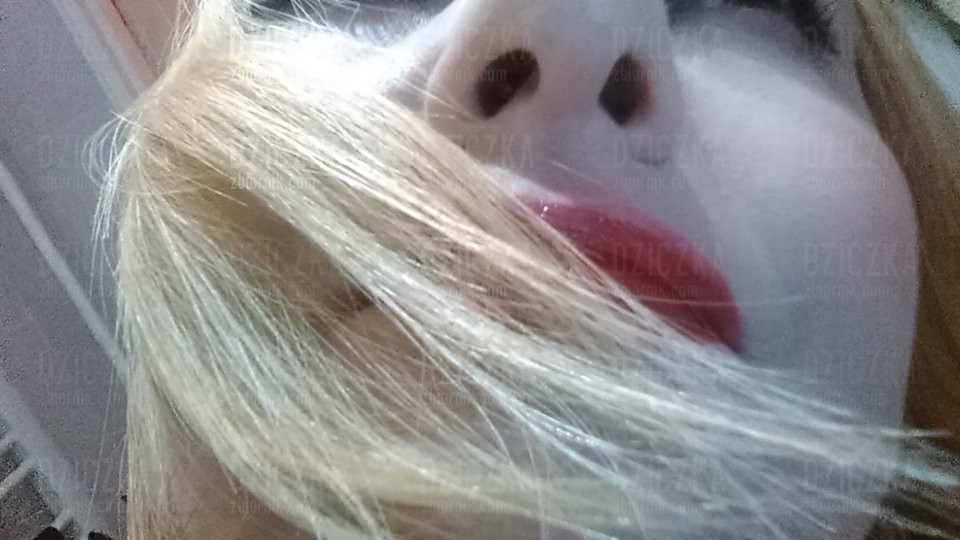 DSC_0184.JPG - dziczka