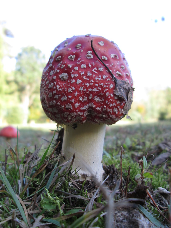 Obraz 046.jpg - DajeWam