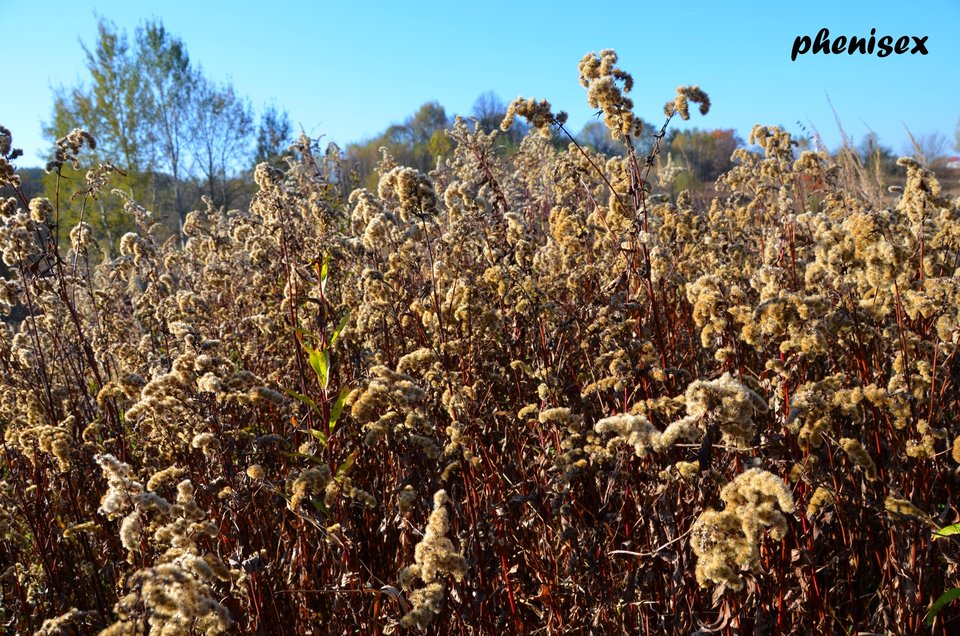 jesienny puch - phenisex