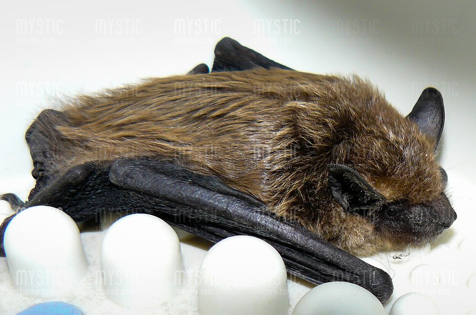 Jakieś dziwne te myszy - mystic