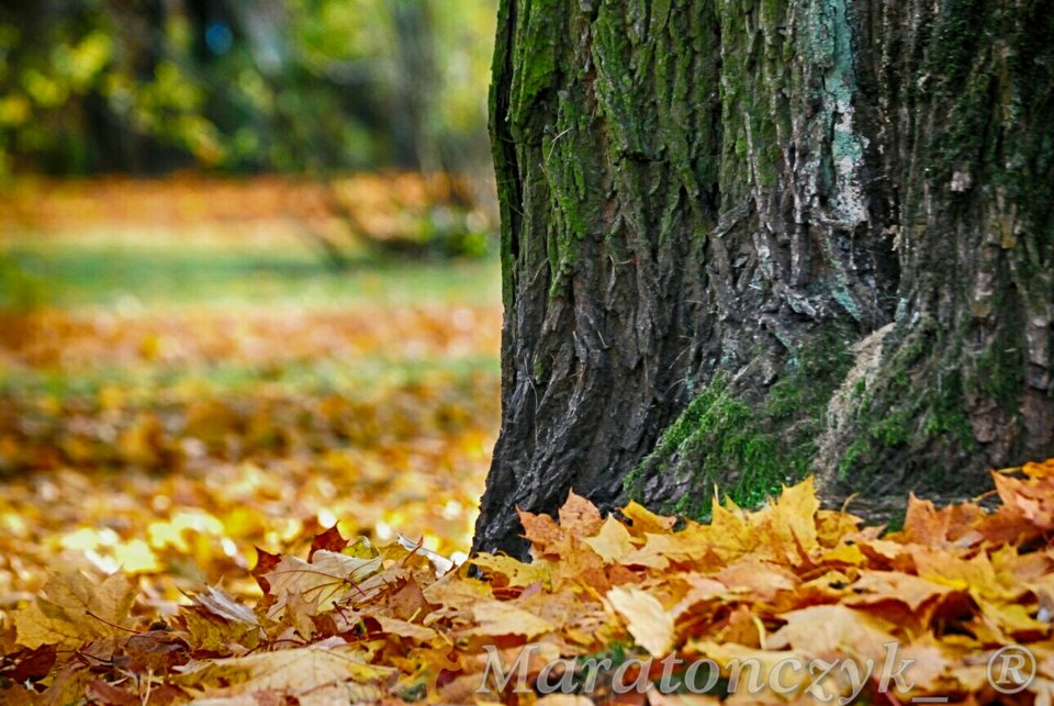 1 - Maratonczyk_
