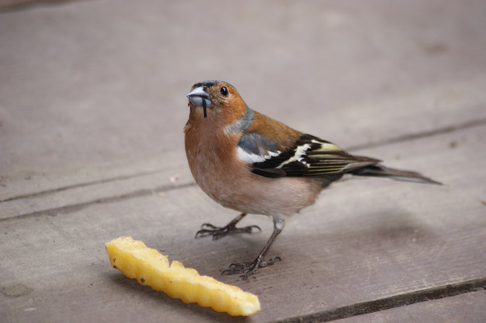 DSC01993.JPG - Rybowie