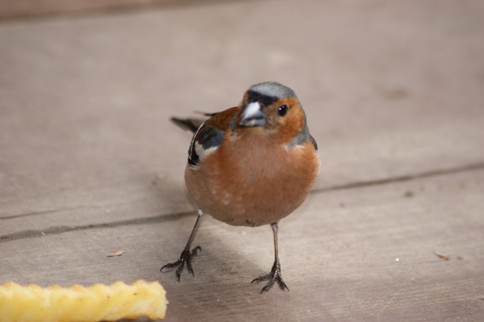 DSC01997.JPG - Rybowie