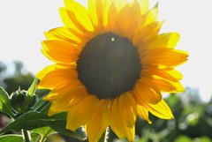 Odrobina słońca w ten szary dzień...