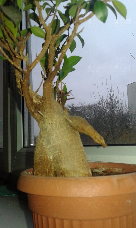 20161112_143141.jpg - Nick1973