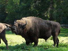 P1150267 (Custom).JPG