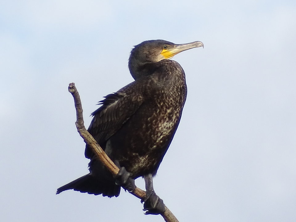 DSC03082.JPG - zawszerazem87