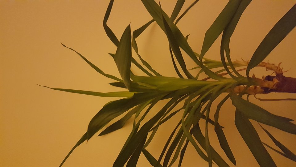 1480880266731-901728774.jpg - gazeta61