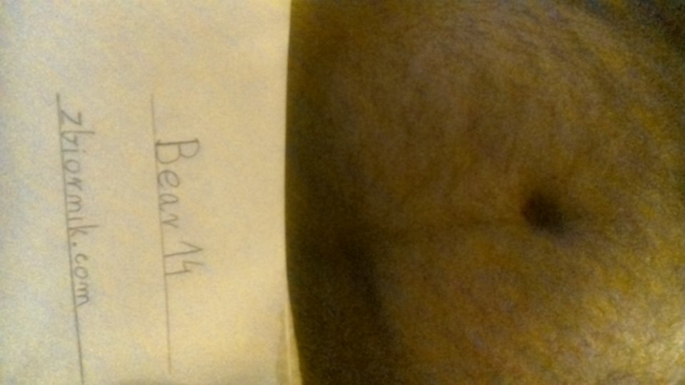 WIN_20170105_16_55_40_Pro.jpg - Bear14