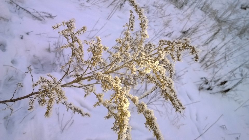 WP_20170118_046.jpg - Ratl