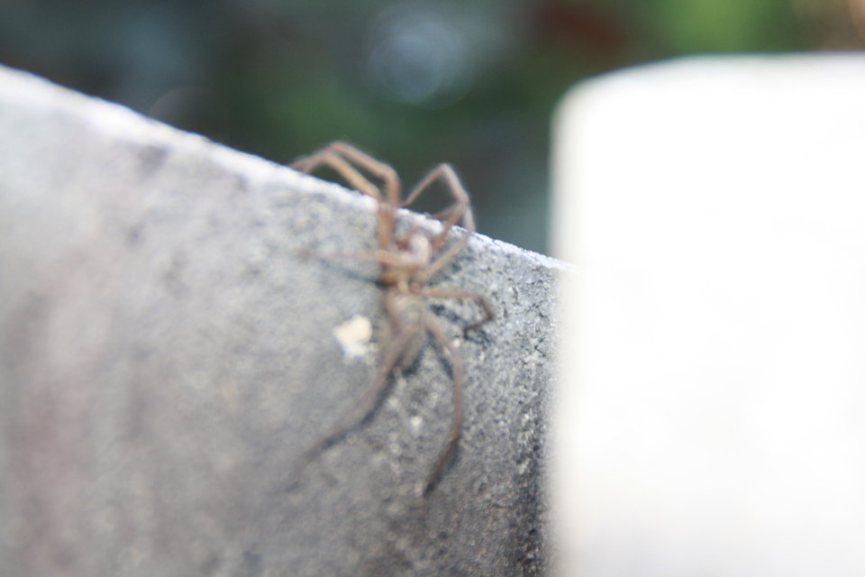 IMG_7588.JPG - zenekf67