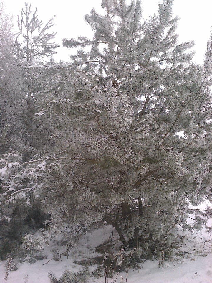 zimowe widoki cd. - krzysm16